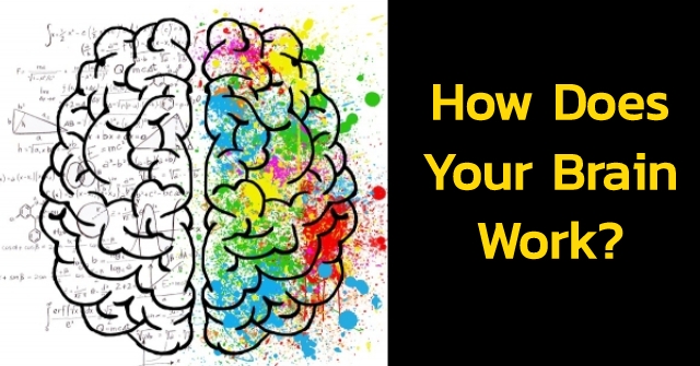 brain-how-it-works