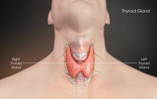 Thyroid-Gland-and-muscle-gains