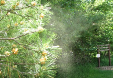 pollen-allergens-itching-sneezing-factors