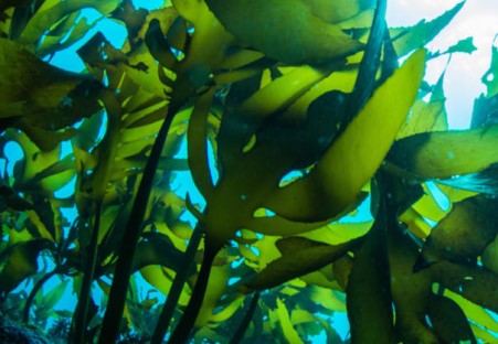 seaweed-edible-beta-glucan-source