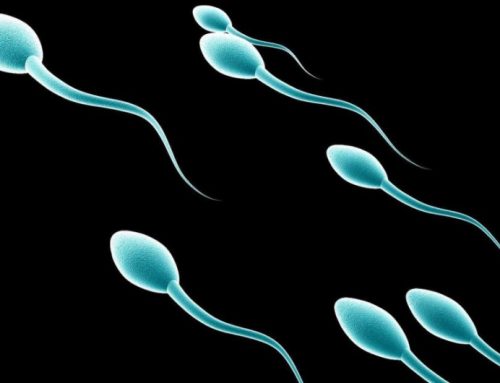 Sperm | Myths – Facts – Health Tips